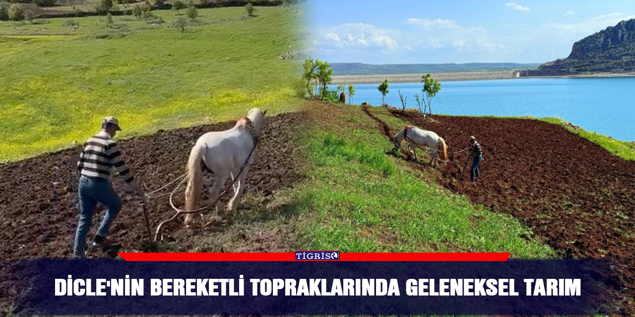 Dicle'nin bereketli topraklarında geleneksel tarım