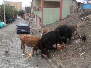 Başıboş hayvanlar tehlike saçıyor