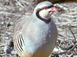 Keklikler doğaya salınıyor