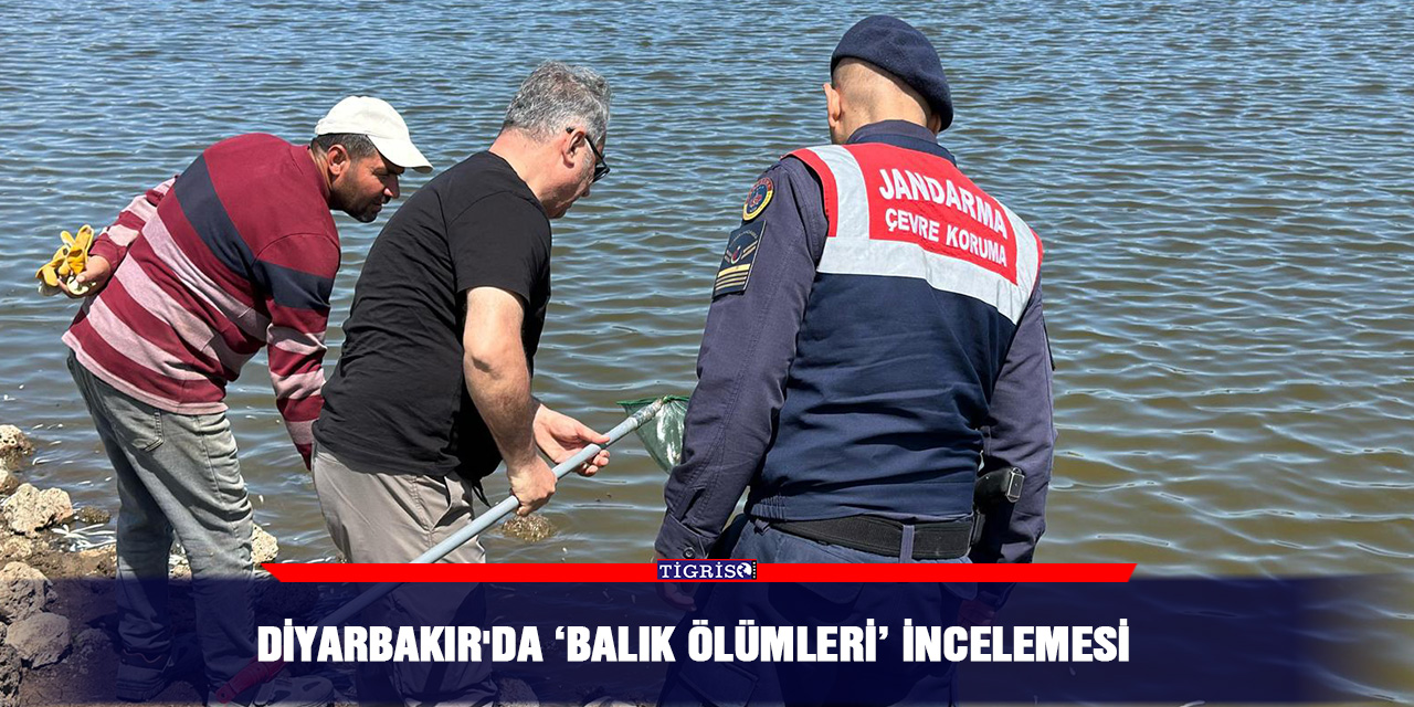 Diyarbakır'da ‘balık ölümleri’ incelemesi