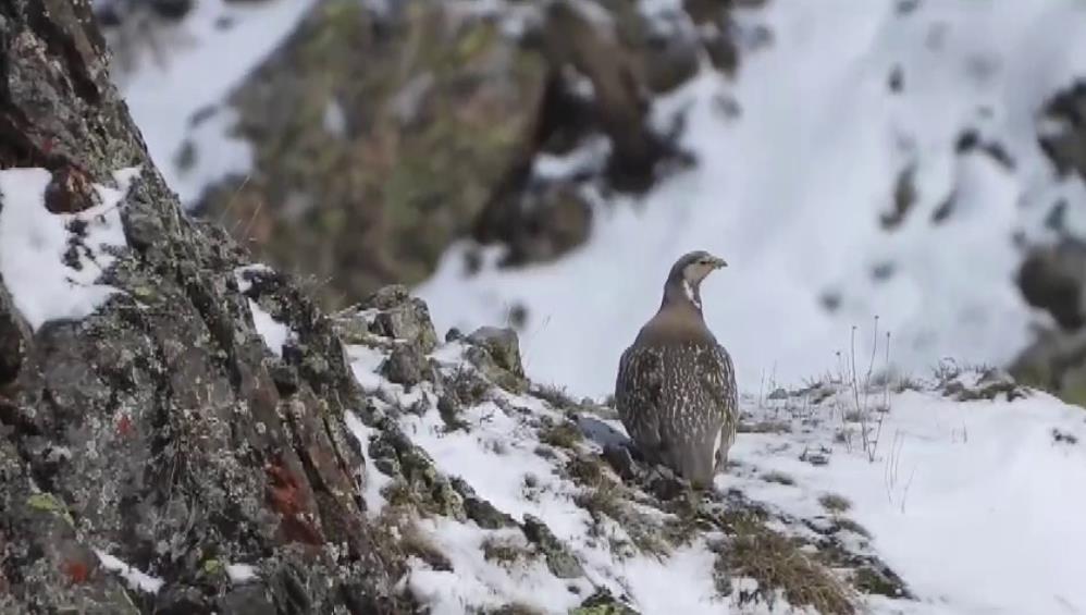 Nesli tükenmekte olan Ur kekliği İspir’de görüntülendi