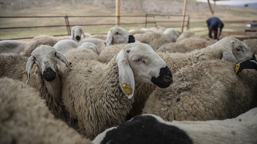 Kurban Bayramı öncesi hastalık ve kesimler için tedbirler alındı