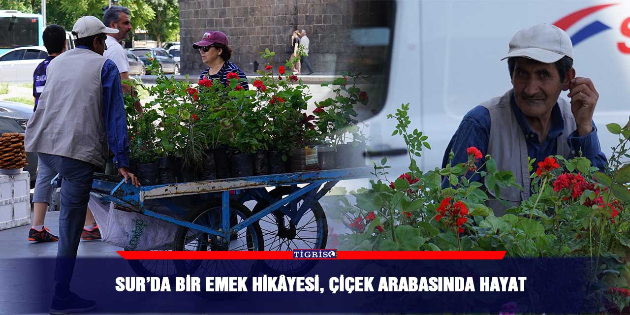 Sur’da bir emek hikâyesi, çiçek arabasında hayat
