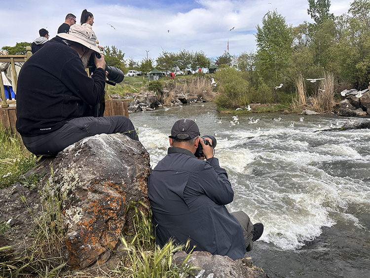 Van’da İnci kefalinin göçü başladı