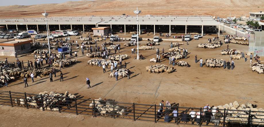 Şanlıurfa'da Kurban Bayramı öncesi hareketlilik yaşanıyor