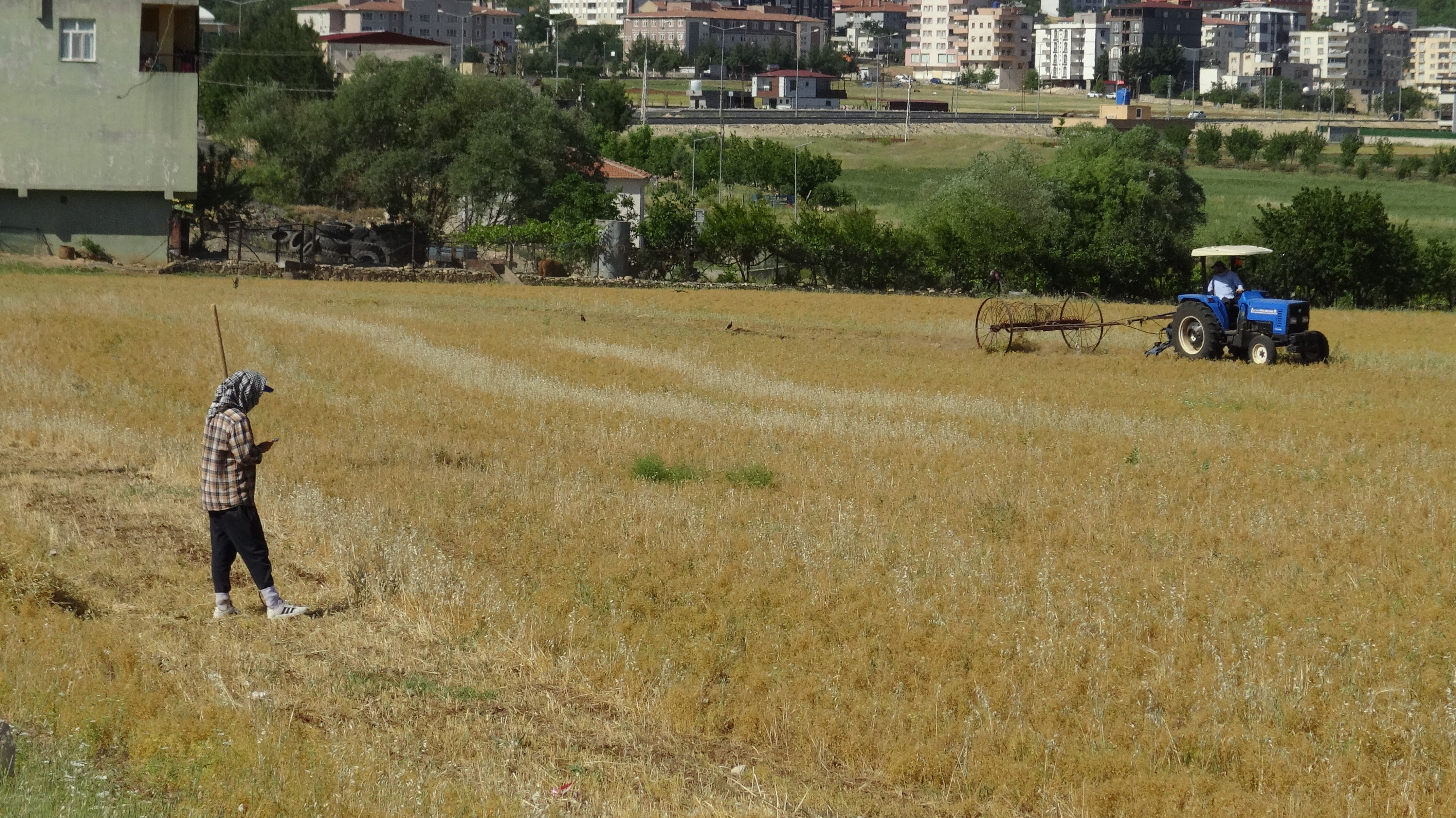 Batman'da mercimek hasadı