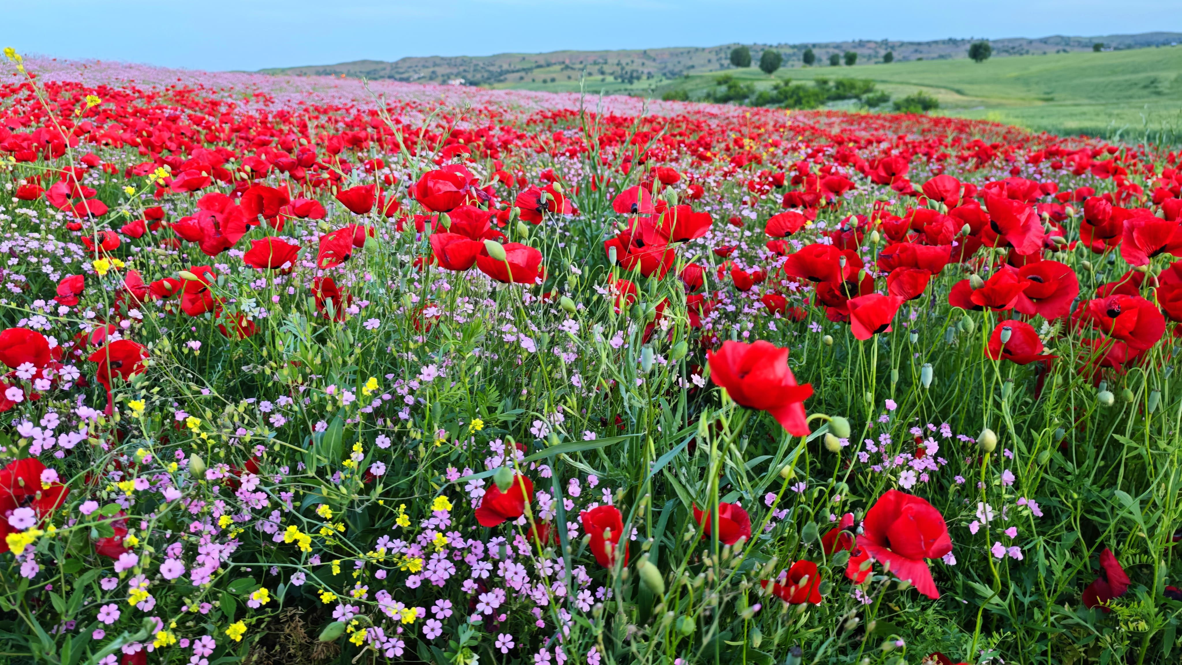 Kozluk dağları kırmızı beyaza büründü