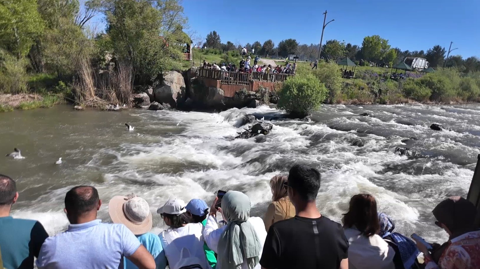 İnci kefali göçü görsel şölene dönüştü