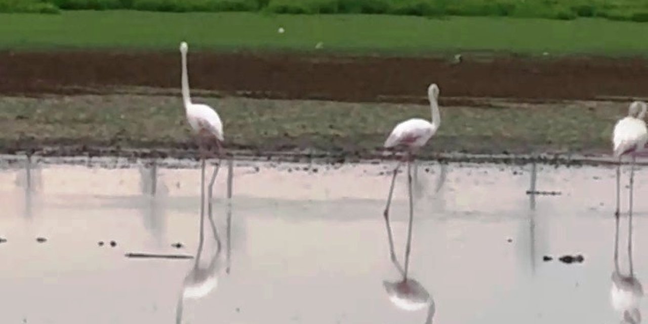 Göç yolunda olan flamingolar Diyarbakır'da mola verdi