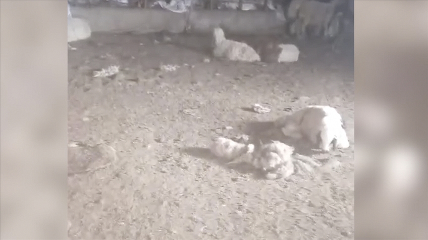 Şanlıurfa'da başıboş köpeklerin saldırdığı 29 kuzu telef oldu