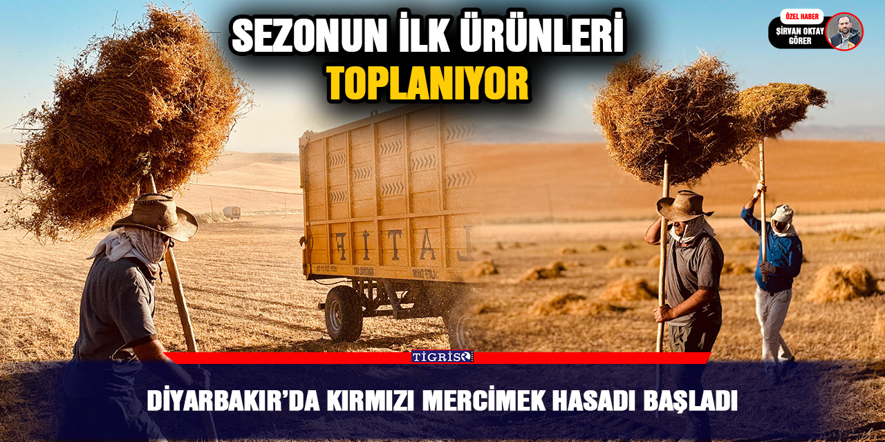 VİDEO - Diyarbakır’da kırmızı mercimek hasadı başladı