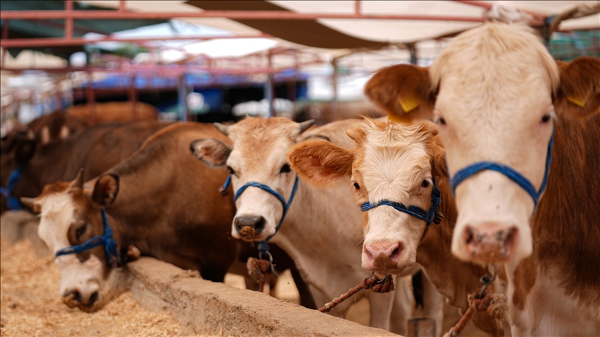 Bayramda 3 milyon 350 bin kurbanlığın kesilmesi bekleniyor