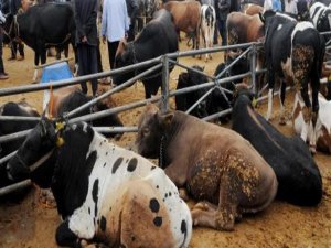 Kurbanlık konusunda sıkıntı yok