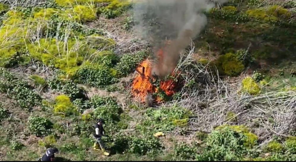 VİDEO - Dicle Nehri kenarında ekilen kenevir imha edildi