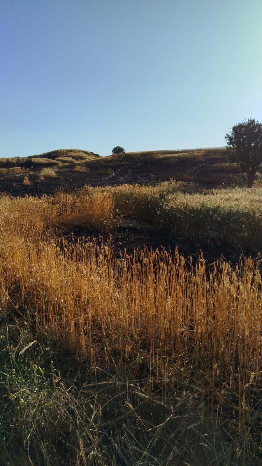 Batman'da buğday tarlası yandı