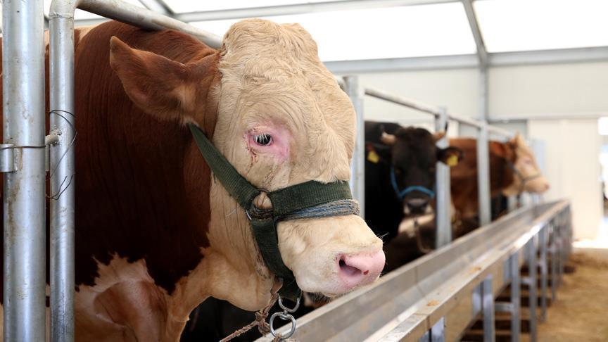 Kurban kesiminde hijyen uyarısı