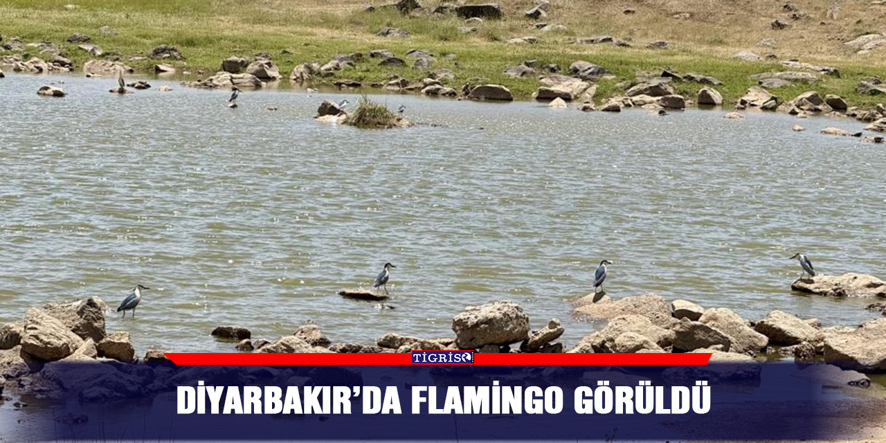 Diyarbakır’da flamingo görüldü