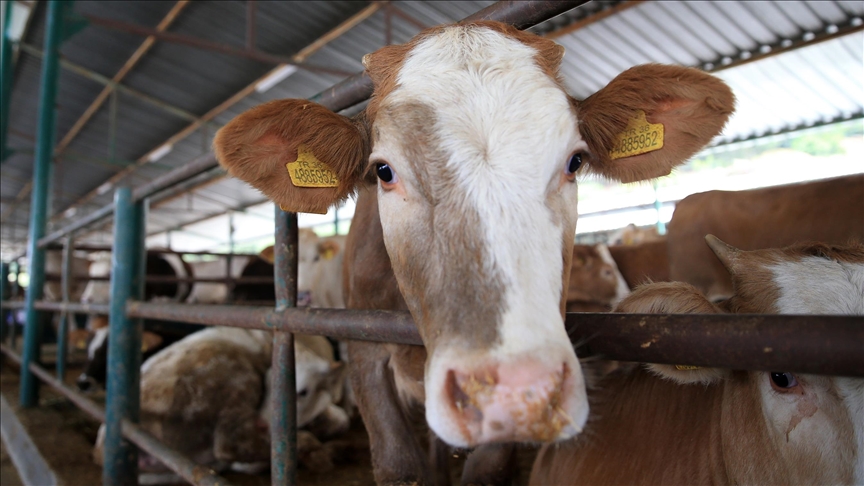 Kurbanlık seçiminde "küpe ve belge" uyarısı