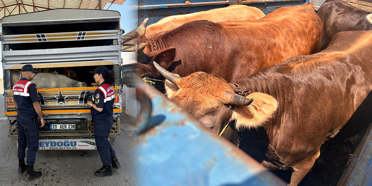 Diyarbakır'da jandarmadan kurbanlık denetimi