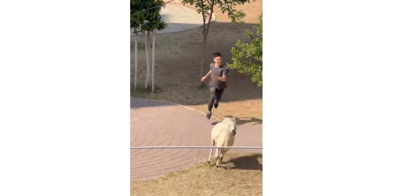 VİDEO - Kaçan koyun ve keçiler peş peşe koştu