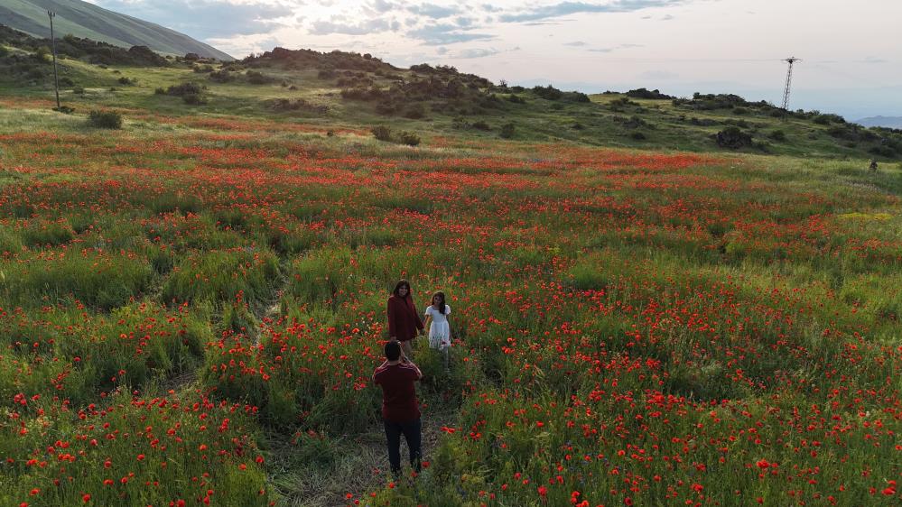 Gelincik tarlaları görsel şölen sunuyor