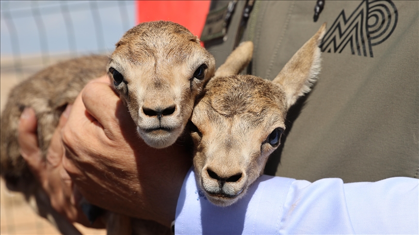 Türkülere konu olan ceylanların sayısı artıyor