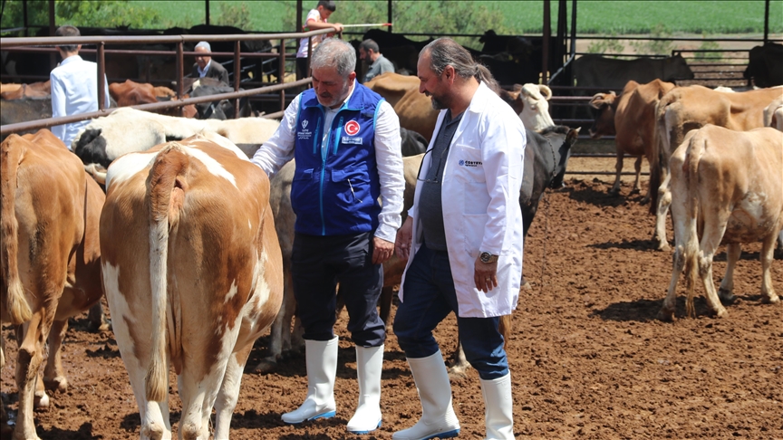 TDV, Diyarbakır'da 4 bin 25 kurban hissesinin etini ihtiyaç sahiplerine ulaştıracak