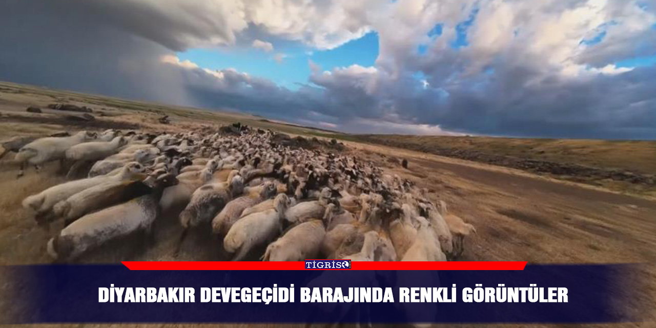 Diyarbakır Devegeçidi Barajında renkli görüntüler