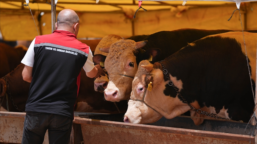 375 bin 90 kurbanlık kontrol edildi