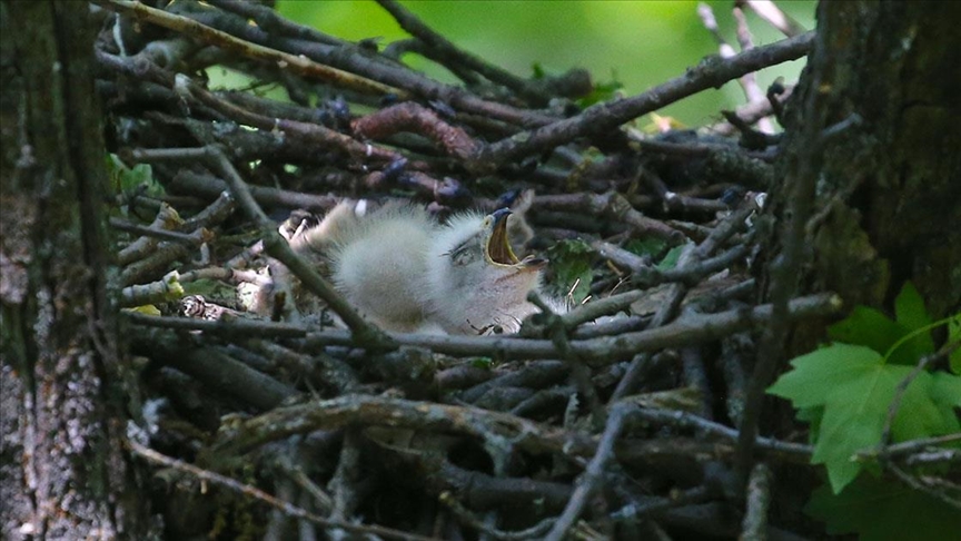 Kartal yavruları yuvalarında görüntülendi