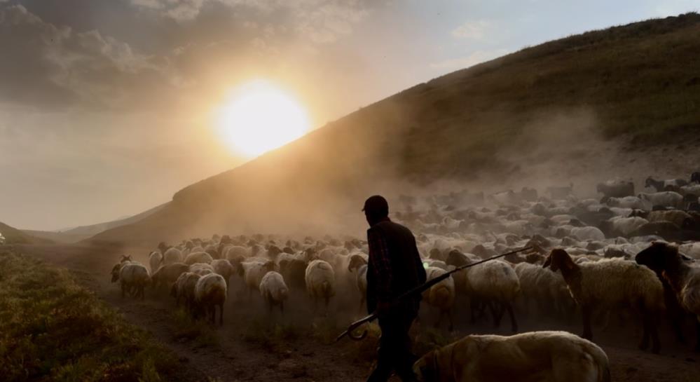 VİDEO - Sürülerin geleneksel tozlu yolculuğu başladı