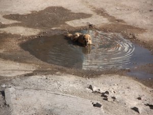Urfa sıcaklarına çare arayışı