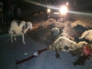 Kamyonet koyun sürüsüne çarptı; 30 koyun telef oldu