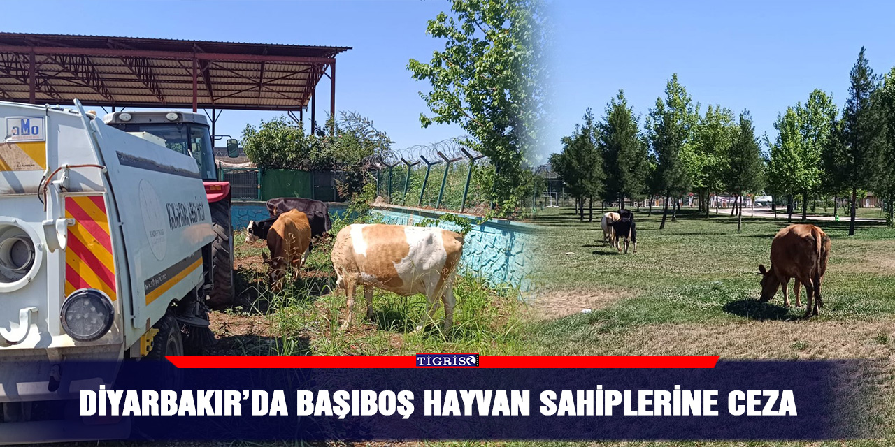 Diyarbakır’da başıboş hayvan sahiplerine ceza