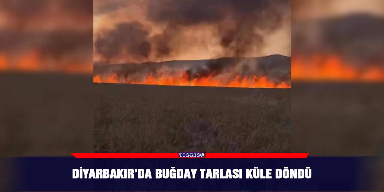 Diyarbakır’da buğday tarlası küle döndü