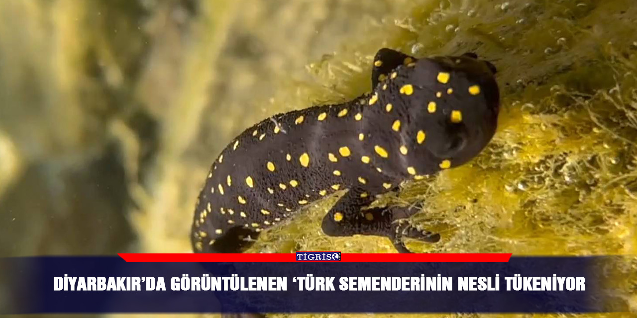 Diyarbakır’da görüntülenen ‘Türk semenderinin nesli tükeniyor