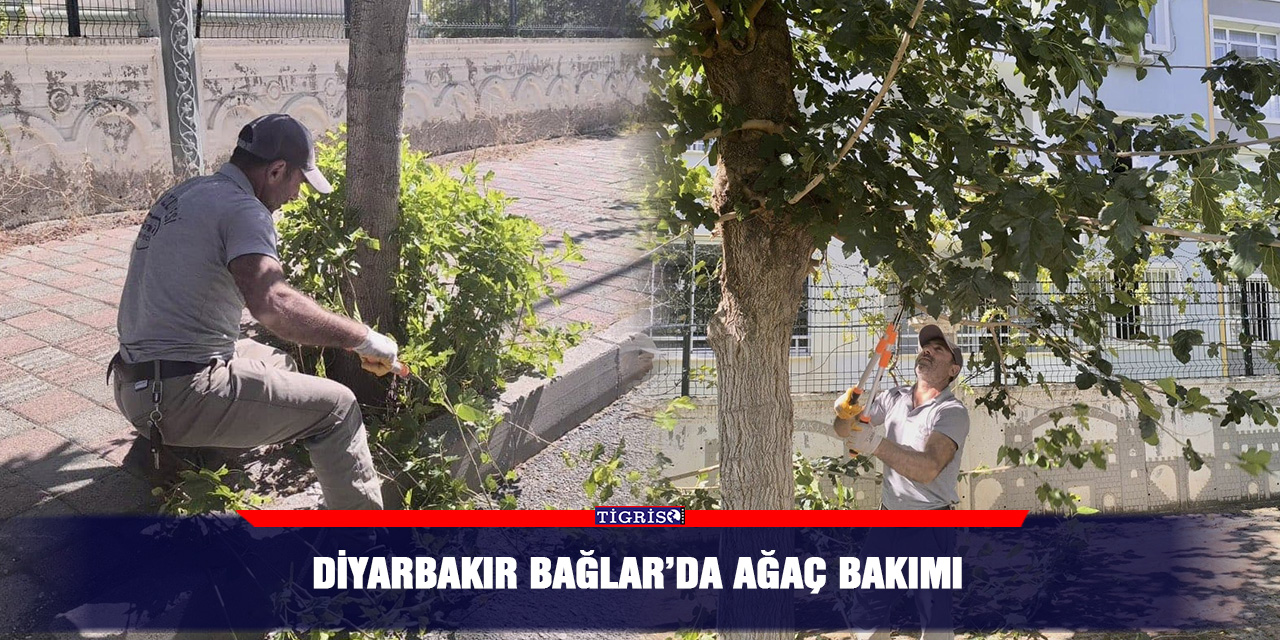 Diyarbakır Bağlar’da ağaç bakımı