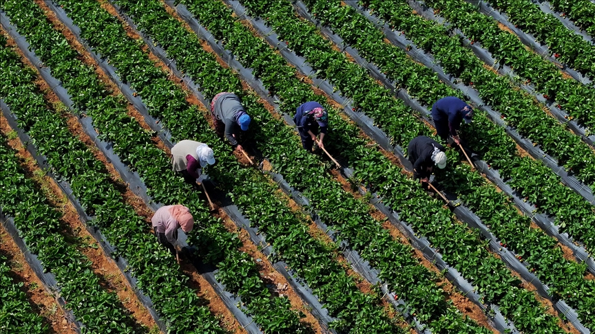 Çiftçilere 5,5 milyar TL'lik destek bugün ödeniyor