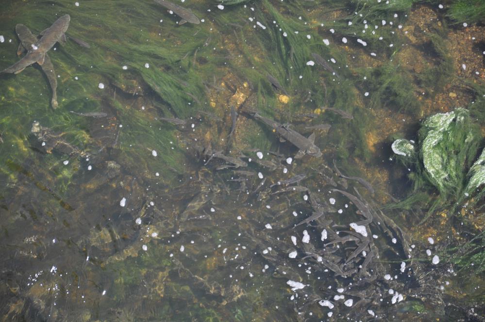 Baraj kapağı kapatıldı, yüzlerce balık mahsur kaldı