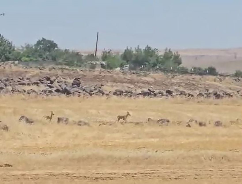 Nesli tükenme tehlikesi altındaki ceylanlar görüntülendi