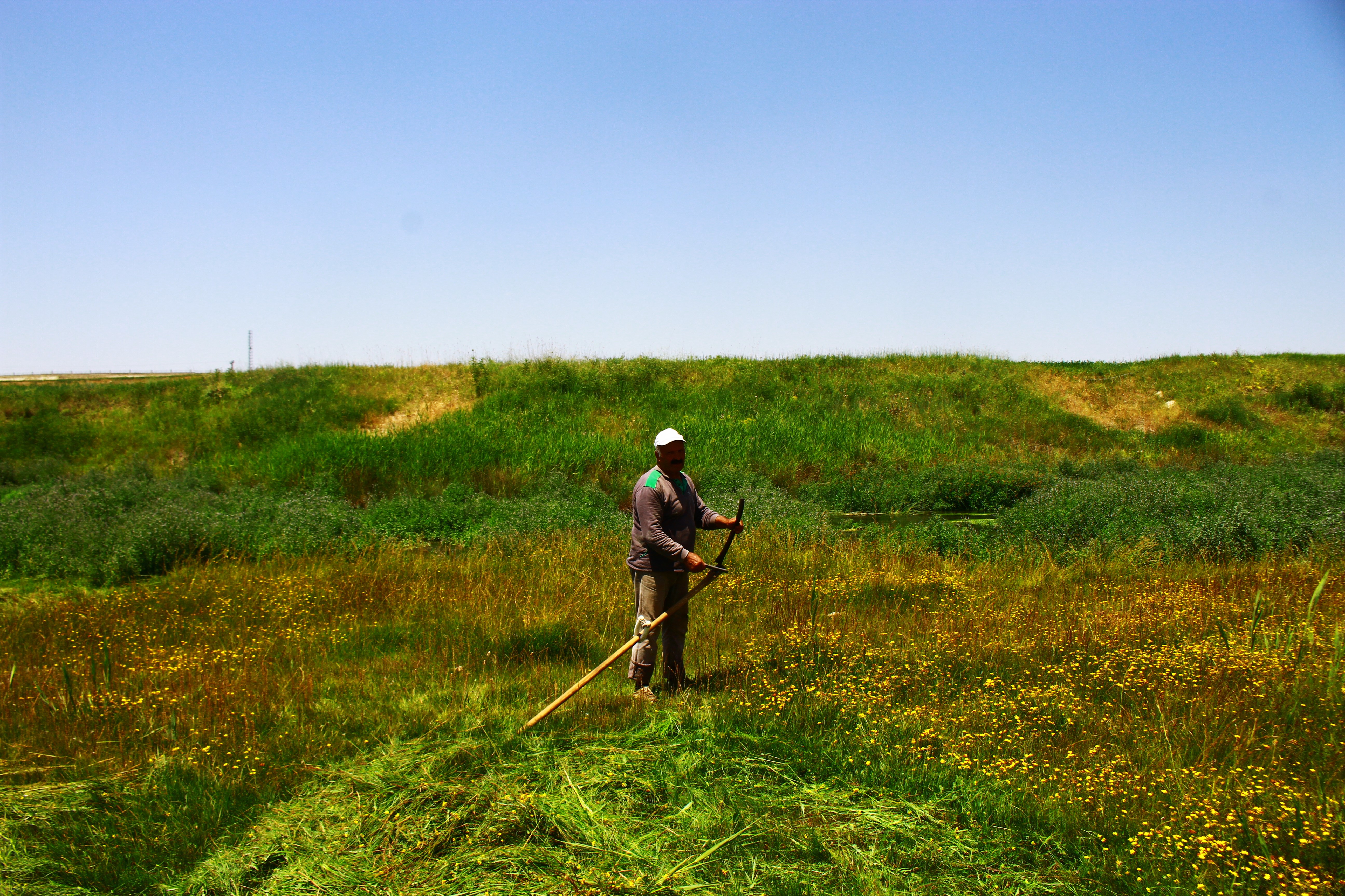 Geleneksel tırpan mesleği yok oluyor