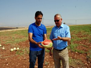 Barajları su yerine koyunlar doldurdu
