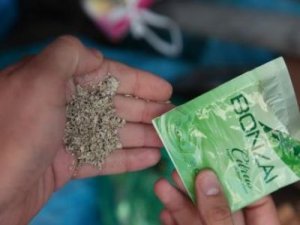 Bonzai ile ilgili ailelere en kritik uyarı