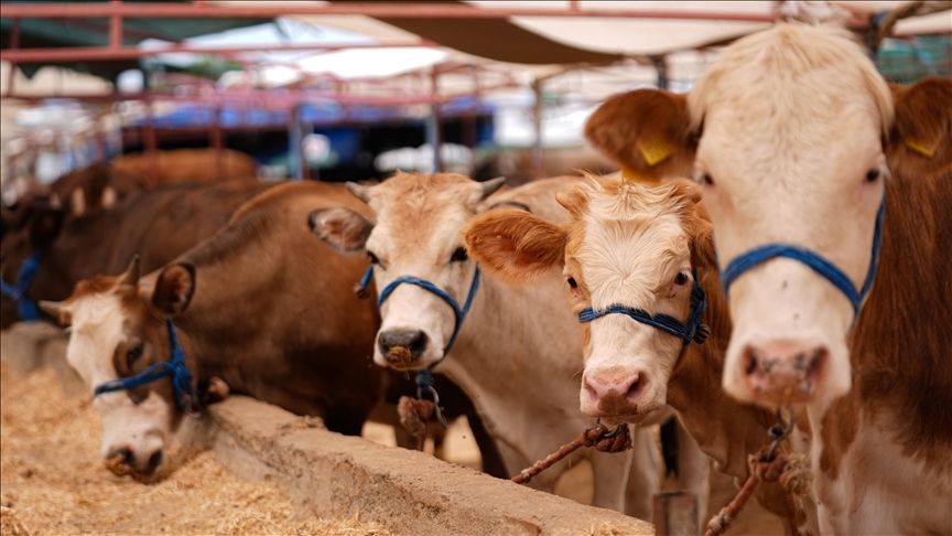 Şap hastalığı için seferberlik