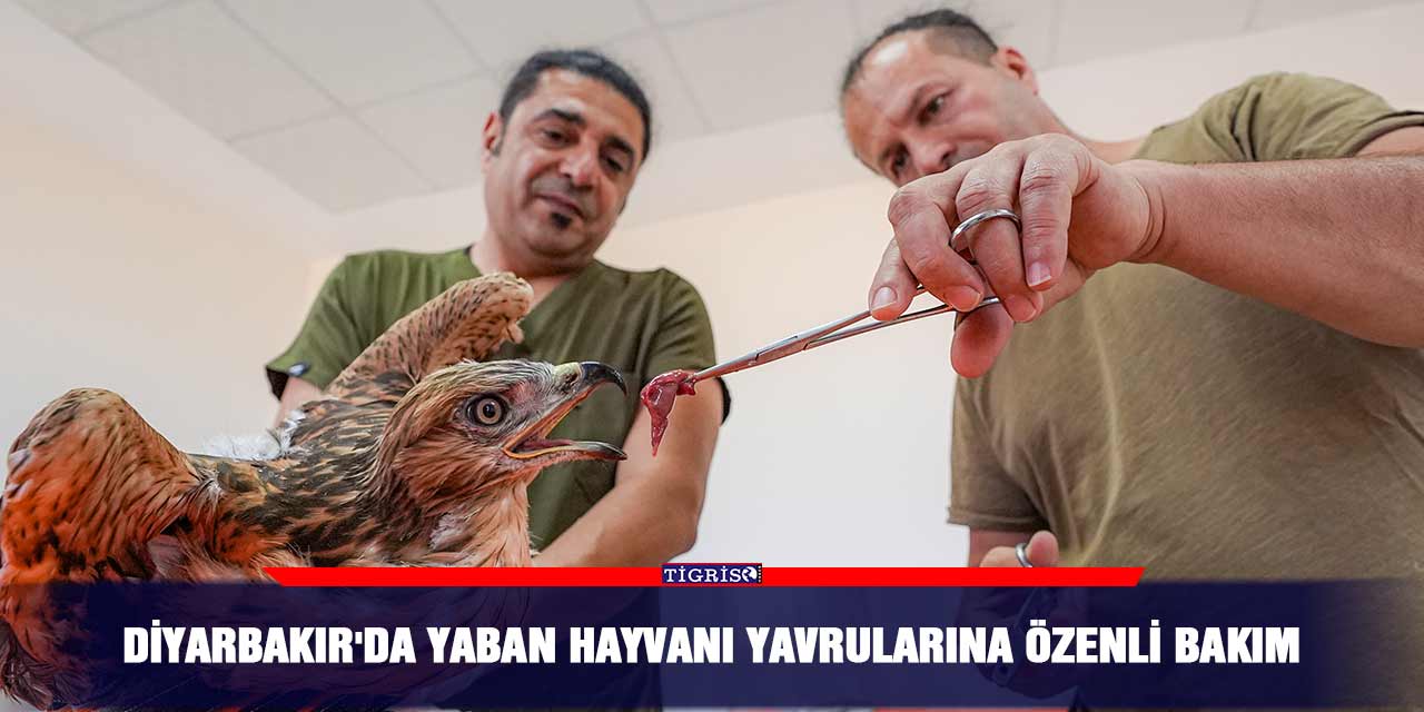 Diyarbakır'da yaban hayvanı yavrularına özenli bakım