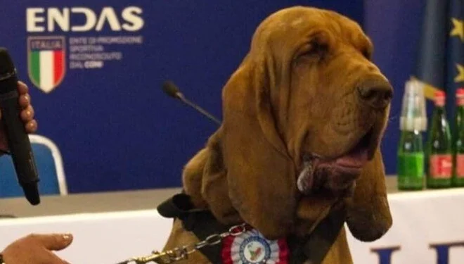 Arama köpeğine suikast gibi saldırı