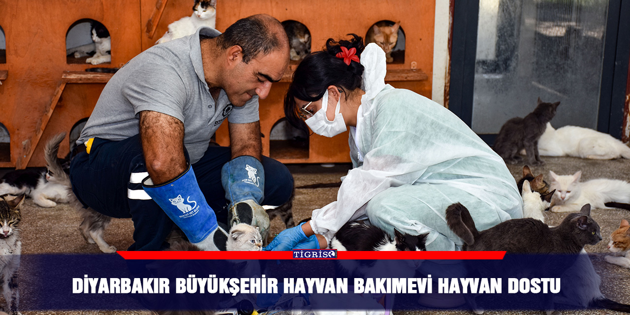 Diyarbakır Büyükşehir Hayvan bakımevi hayvan dostu
