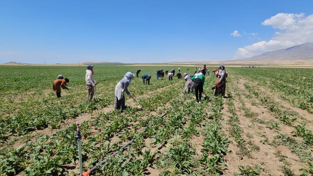 VİDEO - Kavurucu sıcakta ekmek mücadelesi