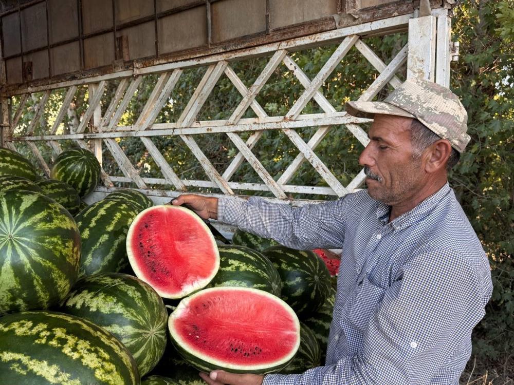 Suruç Ovası'nda yerli karpuzun ilk hasadı buruk başladı
