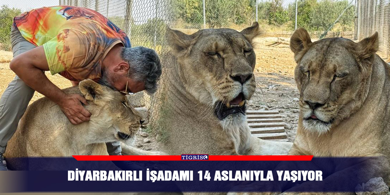 VİDEO - Diyarbakırlı işadamı 14 aslanıyla yaşıyor